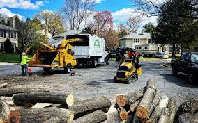 How Our Tree Care Process Works  in  Cobden, IL