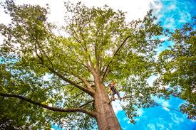 Reliable Cobden, IL Tree Care Solutions