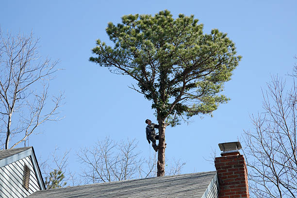 How Our Tree Care Process Works  in  Cobden, IL