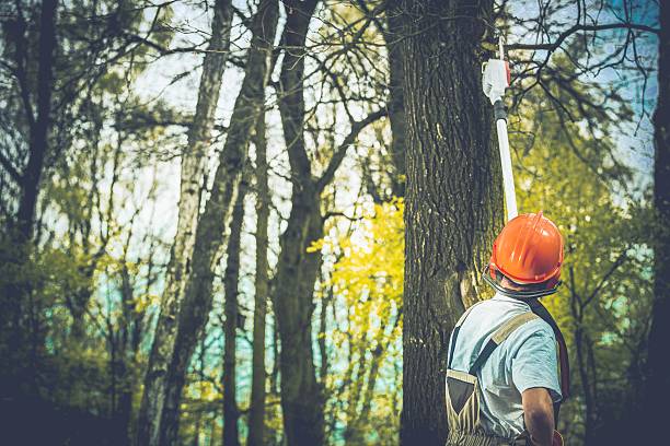 Best Arborist Consultation Services  in Cobden, IL